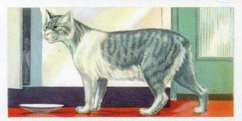 1957 Priory Tea Pets #10 Manx Cat Front