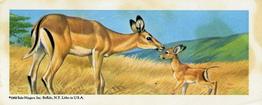 1969 Nabisco Sugar Daddy Wildlife Baby Animals Series 7 #28 Impala Front