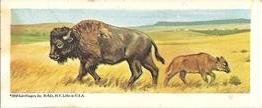 1969 Nabisco Sugar Daddy Wildlife Baby Animals Series 7 #42 Bison Front