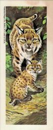 1969 Nabisco Sugar Daddy Wildlife Baby Animals Series 7 #50 Bobcat Front