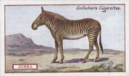 1921 Gallaher's Animals & Birds of Commercial Value #5 Zebra Front