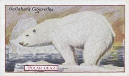 1921 Gallaher's Animals & Birds of Commercial Value #7 Polar Bear Front