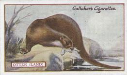 1921 Gallaher's Animals & Birds of Commercial Value #10 Otter (Land) Front