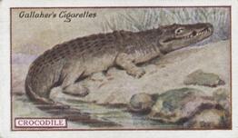 1921 Gallaher's Animals & Birds of Commercial Value #12 Crocodile Front