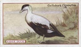 1921 Gallaher's Animals & Birds of Commercial Value #15 Eider Duck Front