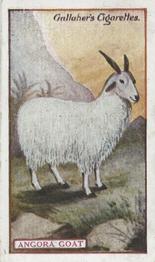 1921 Gallaher's Animals & Birds of Commercial Value #16 Angora Goat Front
