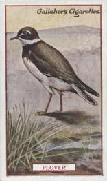 1921 Gallaher's Animals & Birds of Commercial Value #18 Plover Front