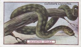 1921 Gallaher's Animals & Birds of Commercial Value #19 Diamond Snake Front
