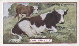 1921 Gallaher's Animals & Birds of Commercial Value #20 Cow and Calf Front