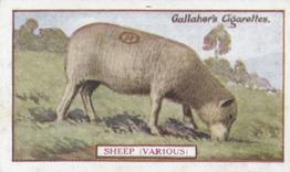 1921 Gallaher's Animals & Birds of Commercial Value #22 Sheep (various) Front