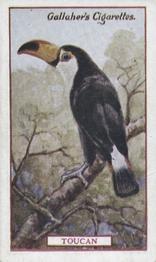 1921 Gallaher's Animals & Birds of Commercial Value #25 Toucan Front
