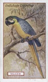 1921 Gallaher's Animals & Birds of Commercial Value #27 Macaw Front