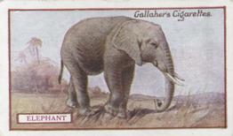 1921 Gallaher's Animals & Birds of Commercial Value #31 Elephant Front