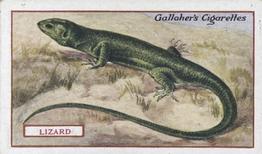 1921 Gallaher's Animals & Birds of Commercial Value #34 Green Lizard Front