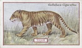 1921 Gallaher's Animals & Birds of Commercial Value #43 Tiger Front