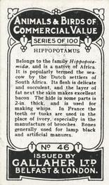 1921 Gallaher's Animals & Birds of Commercial Value #46 Hippopotamus Back