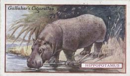 1921 Gallaher's Animals & Birds of Commercial Value #46 Hippopotamus Front