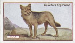 1921 Gallaher's Animals & Birds of Commercial Value #49 Wolf Front