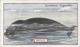 1921 Gallaher's Animals & Birds of Commercial Value #52 Whale Front