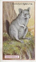 1921 Gallaher's Animals & Birds of Commercial Value #54 Chinchilla Front