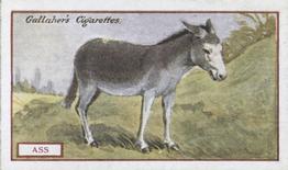 1921 Gallaher's Animals & Birds of Commercial Value #56 Donkey Front