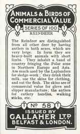 1921 Gallaher's Animals & Birds of Commercial Value #58 Reindeer Back