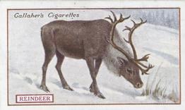 1921 Gallaher's Animals & Birds of Commercial Value #58 Reindeer Front