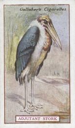 1921 Gallaher's Animals & Birds of Commercial Value #61 Greater Adjutant Front