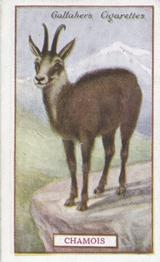 1921 Gallaher's Animals & Birds of Commercial Value #65 Chamois Front