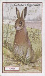 1921 Gallaher's Animals & Birds of Commercial Value #66 European Hare Front