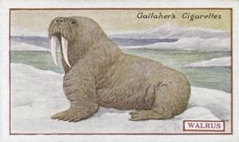 1921 Gallaher's Animals & Birds of Commercial Value #70 Walrus Front