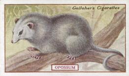 1921 Gallaher's Animals & Birds of Commercial Value #71 Opossum Front