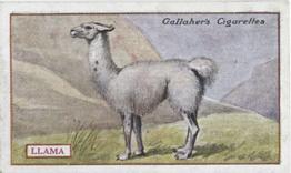 1921 Gallaher's Animals & Birds of Commercial Value #74 Llama Front