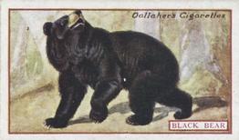 1921 Gallaher's Animals & Birds of Commercial Value #76 Black Bear Front