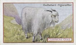 1921 Gallaher's Animals & Birds of Commercial Value #80 Cashmere Goat Front