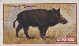 1921 Gallaher's Animals & Birds of Commercial Value #81 Wild Boar Front