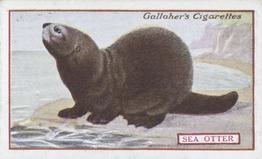 1921 Gallaher's Animals & Birds of Commercial Value #83 Sea Otter Front