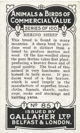 1921 Gallaher's Animals & Birds of Commercial Value #85 Merino Sheep Back