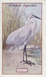 1921 Gallaher's Animals & Birds of Commercial Value #86 Egret Front