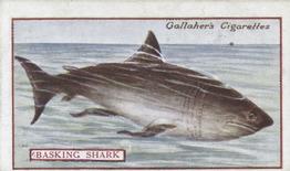 1921 Gallaher's Animals & Birds of Commercial Value #90 Basking Shark Front