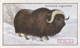 1921 Gallaher's Animals & Birds of Commercial Value #91 Musk Ox Front