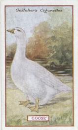 1921 Gallaher's Animals & Birds of Commercial Value #92 Goose Front
