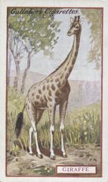 1921 Gallaher's Animals & Birds of Commercial Value #94 Giraffe Front