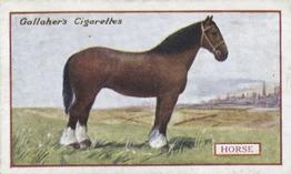 1921 Gallaher's Animals & Birds of Commercial Value #95 Horse Front