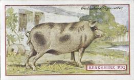 1921 Gallaher's Animals & Birds of Commercial Value #98 Berkshire Pig Front