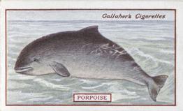 1921 Gallaher's Animals & Birds of Commercial Value #99 Porpoise Front