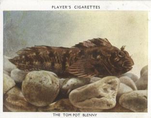 1932 Player's Aquarium Studies #3 The Tom Pot Blenny Front