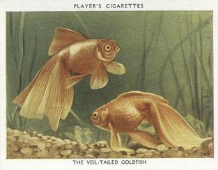 1932 Player's Aquarium Studies #12 The Veil-tailed Goldfish Front