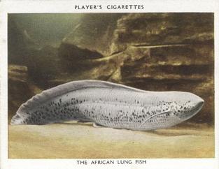 1932 Player's Aquarium Studies #17 The African Lung Fish Front