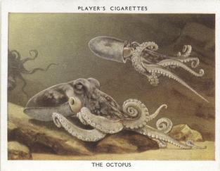 1932 Player's Aquarium Studies #20 The Octopus Front